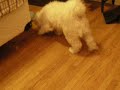 Maltese Bichon