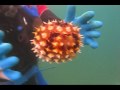 Pufferfish vs Porcupinefish Puffed Up