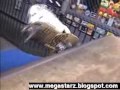 Extreme the skateboarding dog