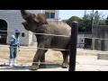 Click here to watch this video アジアゾウのふくちゃん もぐもぐタイム