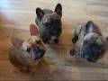 Serial French Bulldogs in Bambi Time!