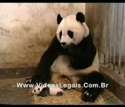 Ver Vídeo