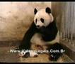 Funny videos...Vídeos engraçados