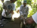 Making an Adze Making an Adze