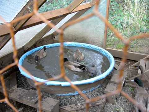 how to care for khaki campbell ducklings
