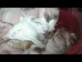 Kitten Loves Puppy