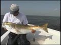 Giant Red Drum Fishing Giant Red Drum Fishing