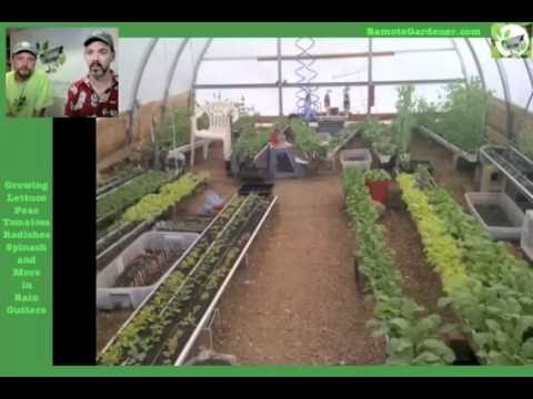 how to grow vegetables from seed