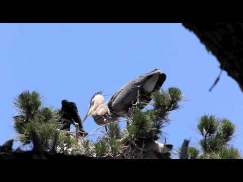 No thumbnail available, see video.