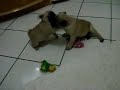 ZAMAR & ZAILA, os pugs travessos...