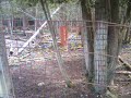 Deer Ranch in St. Ignace Part1
