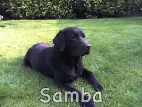 My Beautiful Chocolate Labrador – Samba