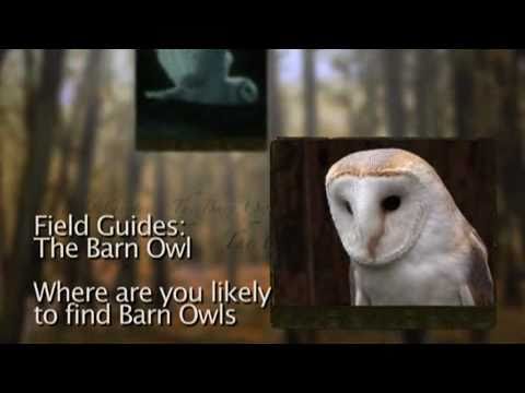 how to locate owls