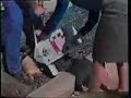 cat bites police offcer [OUCH]
