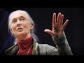 Jane Goodall: What separates us from chimpanzees ...