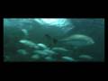 Singapore's Sentosa Island : Underwater Aquarium Tour