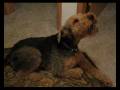 Airedale