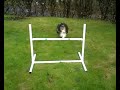 My dog Timmi jumping.wmv