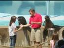 Sea Lions at the St Louis Zoo Sea Lions at the St Louis Zoo