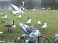 Gaara scares the pigeons