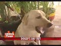 Now, weekend retreat for dogs in Mumbai Now, weekend retreat for dogs in Mumbai