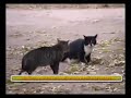 Коты-джедаи. Битва!