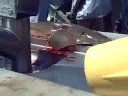 Sand Shark