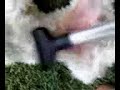 Vacuum Dog