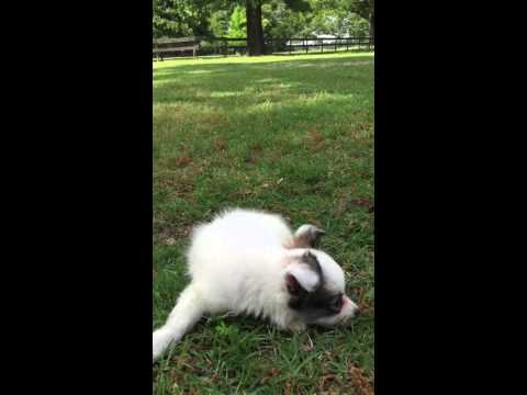 AKC white and sable Papillon female