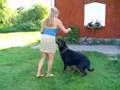 Rottweiler Acki