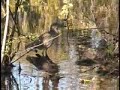 Alligators in the wild in the Everglades