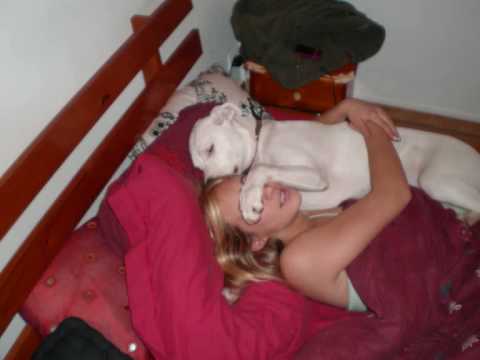 dogue argentin
