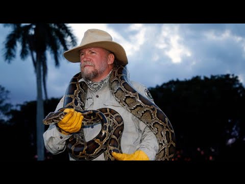 Florida zahlt ein Kopfgeld fr jeden Python