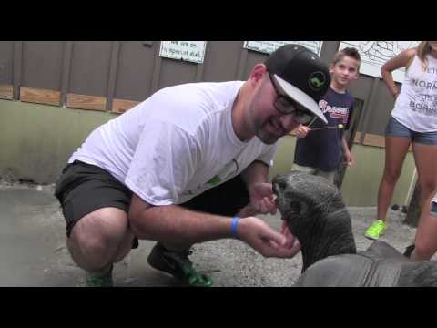 YouTube reptile video