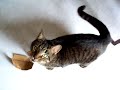 T Girl the Talking Cat | Pets Animals Videos,pets-animals-videos free online video