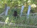 Black Bear