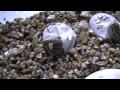 Arrival of the Baby Bearded Dragons