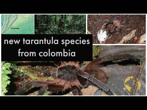 YouTube reptile video