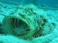 Scorpion Fish being cleaned by Pederson Shrimp