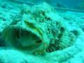 Scorpion Fish being cleaned by Pederson Shrimp