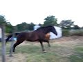 Galopp Galopp