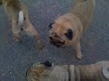 Psy gordo e malu
