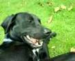 albert, chien cadreur