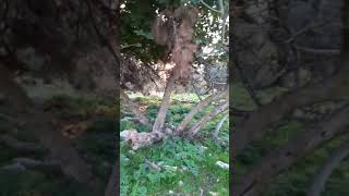 جبال صفد/اطلال واثار قريه عين الزيتون والعين/ ein zeitim