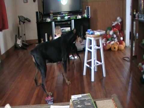 Doberman Pincer