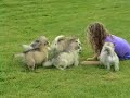 alaskan malamute puppies