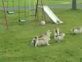 alaskan malamute puppies