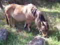 poneys