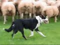 A brace of Welsh Sheepdogs at work A brace of Welsh Sheepdogs at work