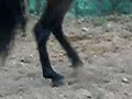 PRINCIPE DE JUBILOSO video 4